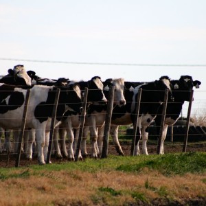 dairy cattle