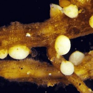 Soybean cyst nematode. Photo: OMAFRA