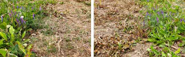 Impressive foliar burn of tufted vetch with glyphosate + Optill + Merge. (l) Equally impressive foliar burn of tufted vetch with glyphosate + Step-Up + Merge. (r)