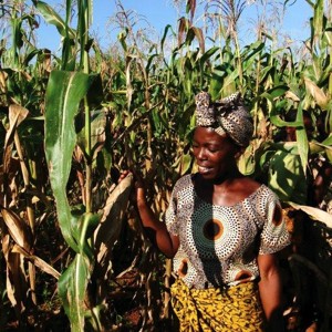 woman standing by a corn field