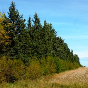 row of tall trees beside a field