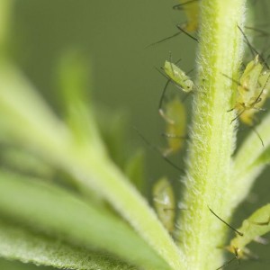 aphids on a plant stem