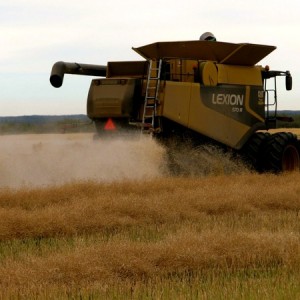 combine harvesting canola