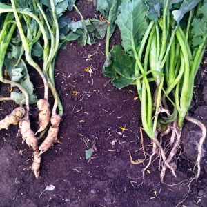 Resistance is crucial to Canada’s clubroot plan. But is it realistic?