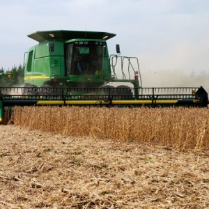 harvesting soybeans with a combine