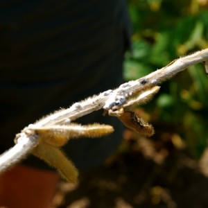 White mould was a definite challenge, both in eastern and southwestern Ontario.