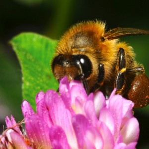 In one study, bumblebees were put out when pollen was present in both conventional and organic corn crops. The result? The majority of the bees foraged on nightshade and not the corn pollen.