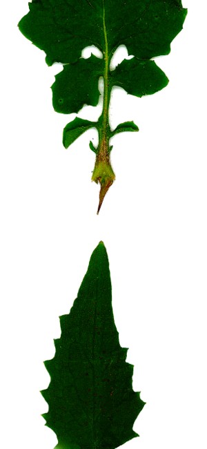nipplewort leaves