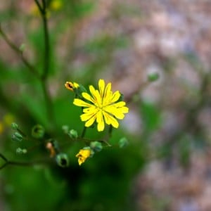 nipplewort flower