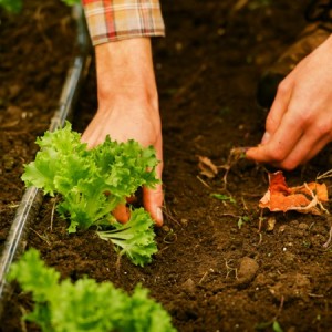 man planting vegetables in a greenhouse