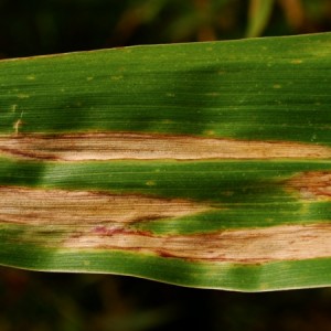 Northern corn leaf blight in a corn leaf.