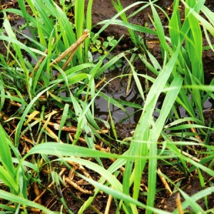 crop with manure application