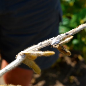 white mould on soybeans