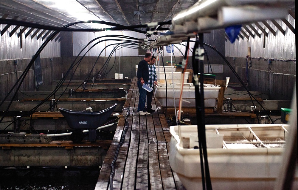 inside a shrimp barn