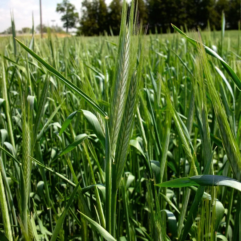 Milling is one anticipated end-use market for Brasetto rye, with distilling expected to be the other destination.
