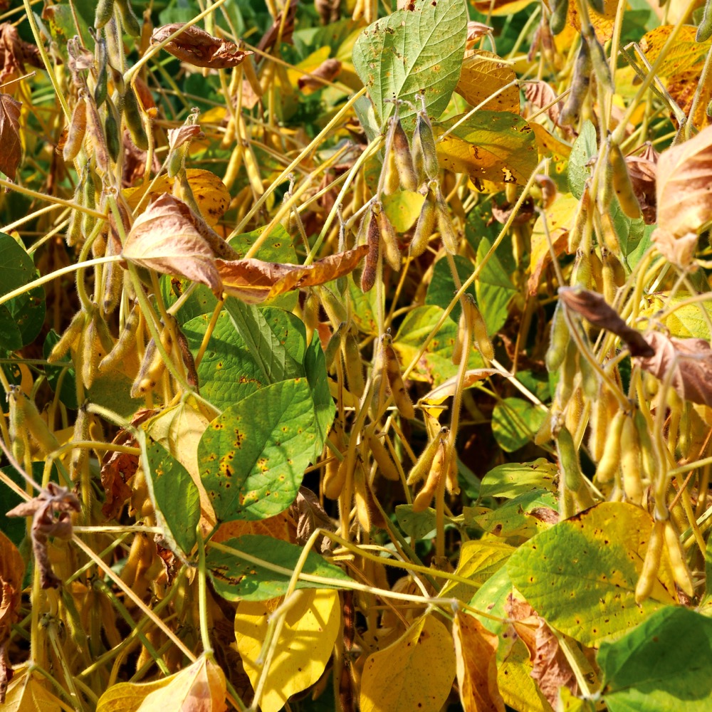 Bean flex is a relatively new term that refers to the plant’s ability to generate additional yield late in the bean- or pod-fill stage.