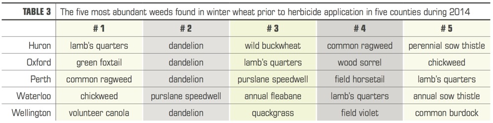 The five most abundant weeds found in winter wheat prior to herbicide application in five counties during 2014 (click image for larger view).