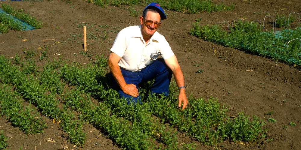 Al Slinkard, now a professor emeritus at the University of Saskatchewan, faced some skepticism when he first started working with lentils in the 1970s.