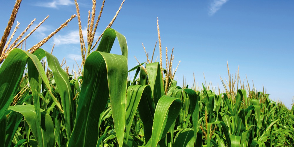 corn field