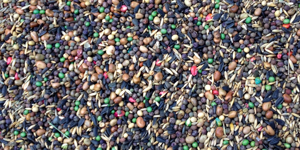 Adding more diverse blends of cover crops means more opportunity to address a variety of soil maintenance issues.