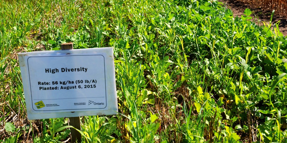 One of the many cover crop blends showcased at Canada’s Outdoor Farm Show in 2015.