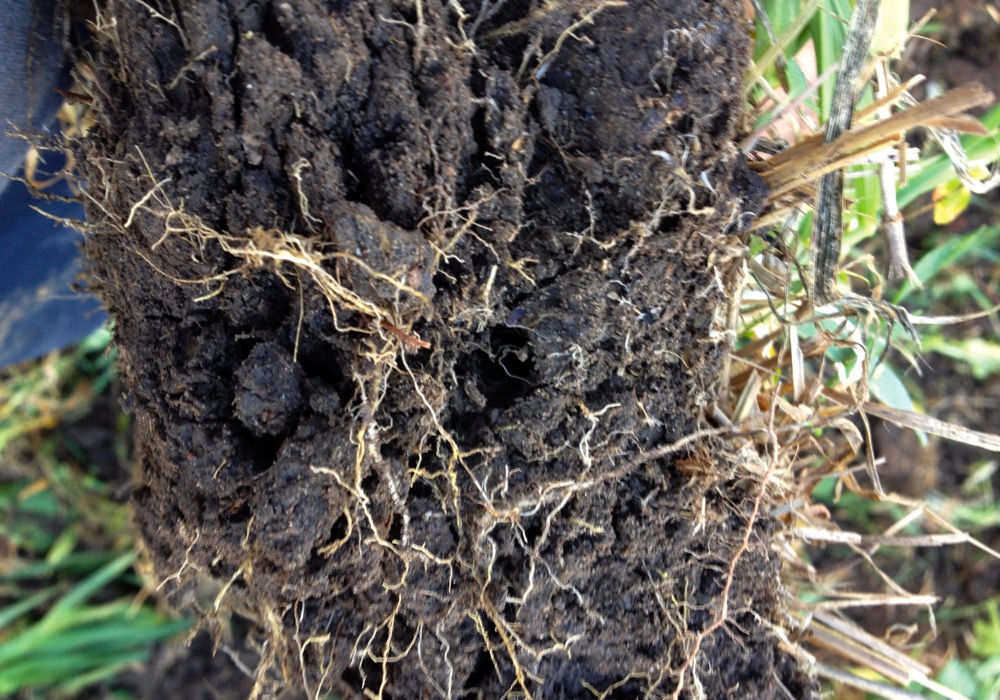 Digging in to have a quick look at the health of the soil.