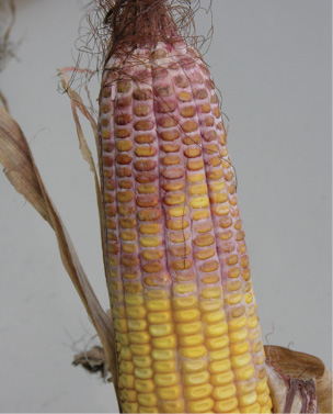 Growers can do more to control gibberella through hybrid selection, managing residues and applying fungicides.