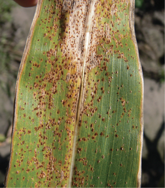 Although northern leaf blight is the more prevalent foliar disease, growers need to watch for common rust, as well.