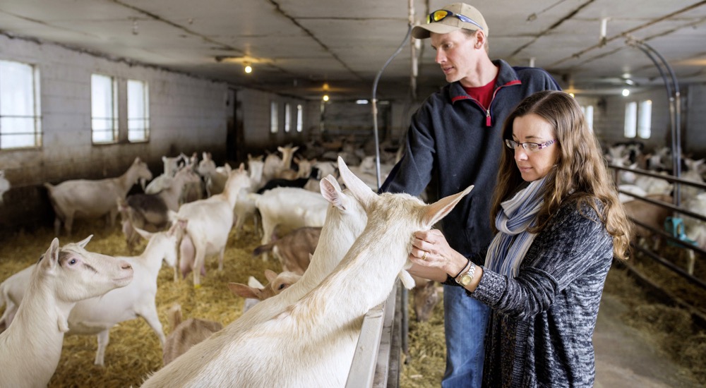 Health and AI technologies, plus close links to feed advisers and their veterinarian have helped the Mayberrys achieve consistent, efficient production numbers.