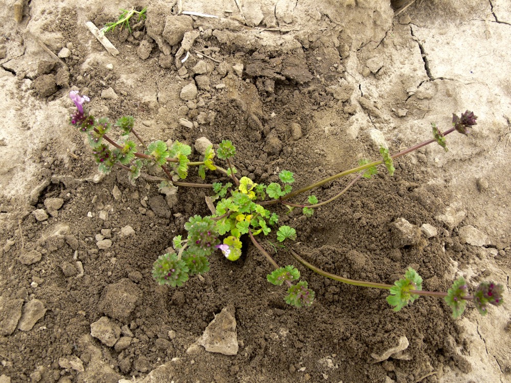 Henbit, an alternate host for soybean cyst nematode.