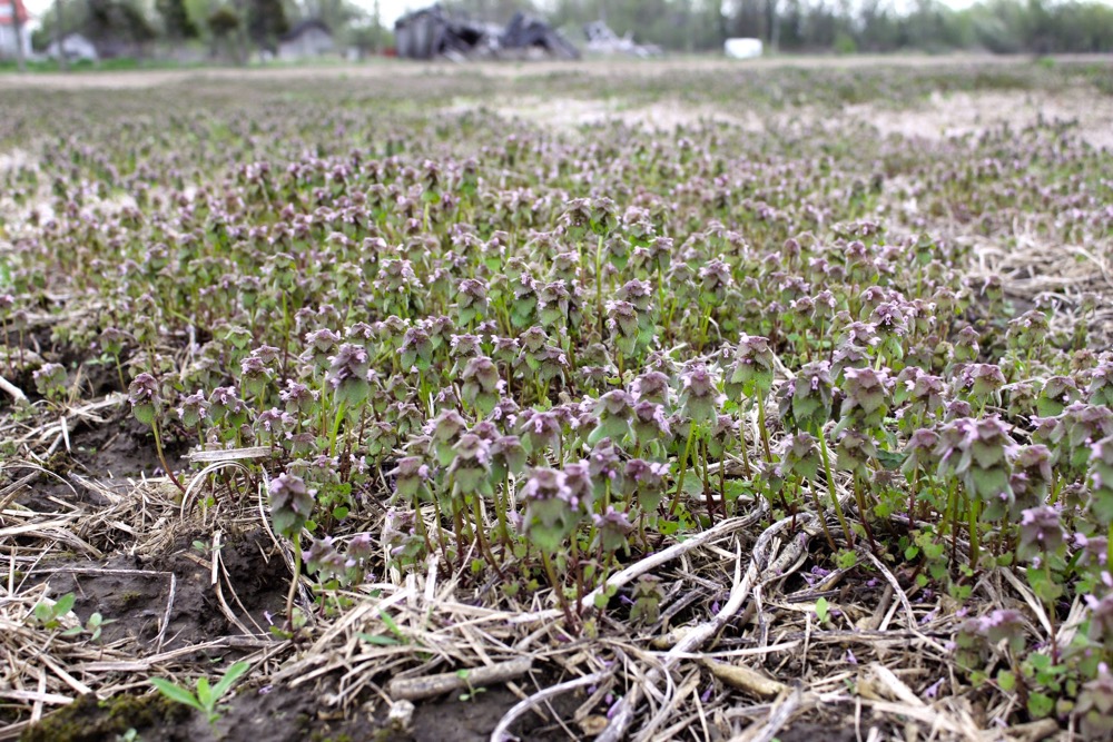 Purple deadnettle, an alternate host for soybean cyst nematode.