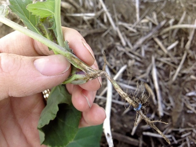 Blackleg, sclerotinia and clubroot: the methods of infection are different, but they all respond to crop rotation.