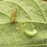 Hover fly larvae eating soybean aphids.