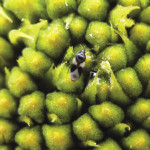 A minute pirate bug helps fend off harmful insects on sunflowers.