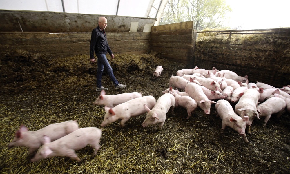 man in stall with pigs