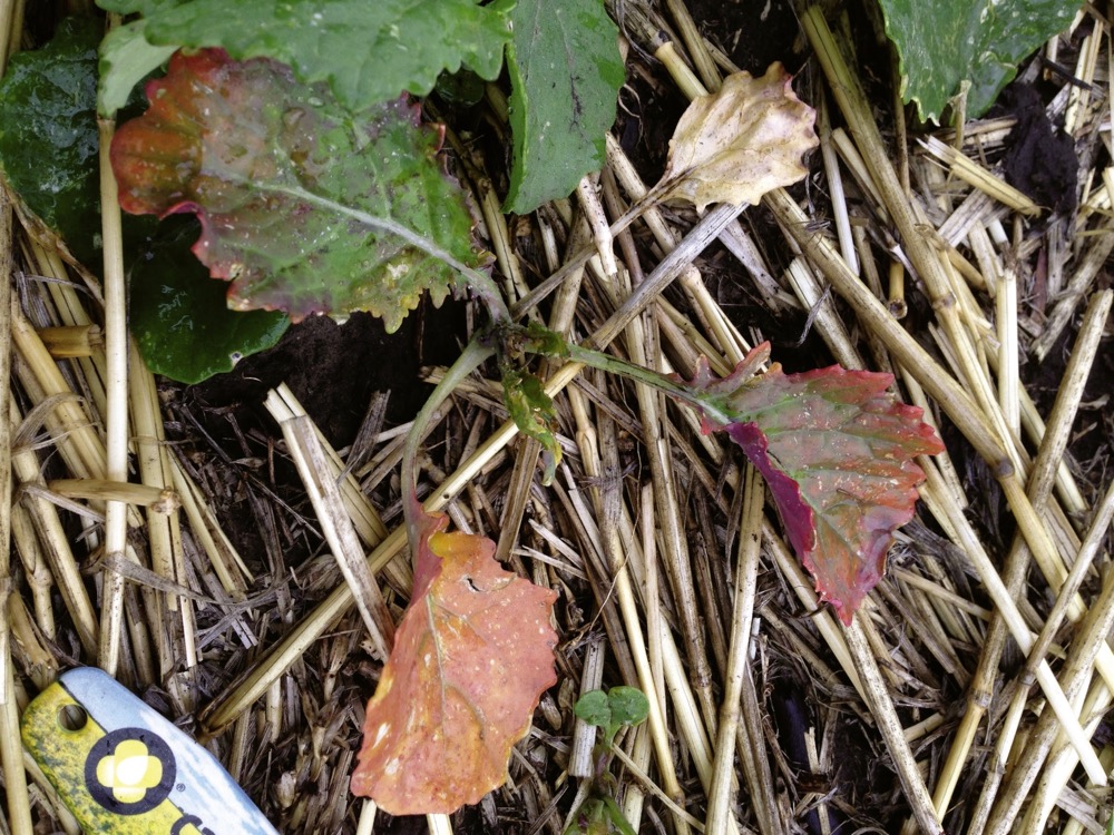 Group 2 residue in the sprayer after spraying beans did some noticeable damage to these canola plants.