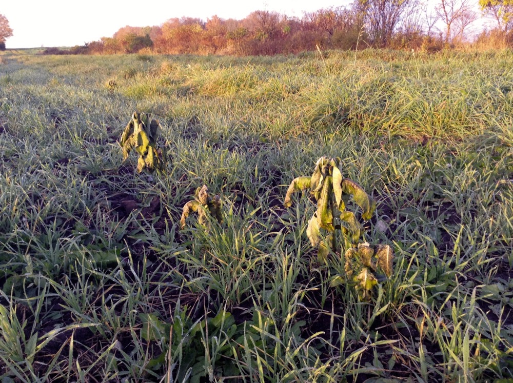 Figure 2. Milkweed plants in wheat stubble three days after a frost where the night time temperature was -3 C.