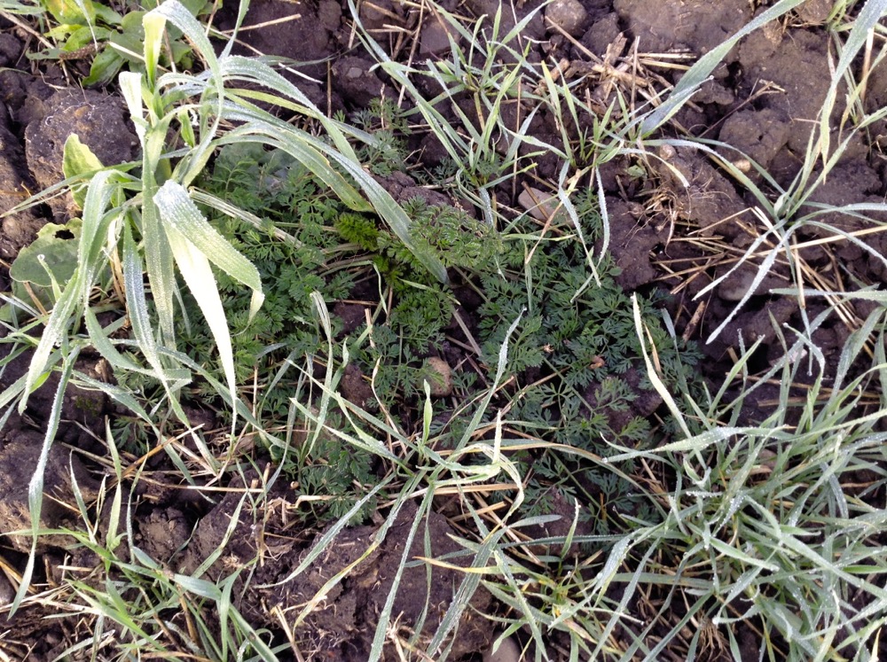 Figure 4. Wild carrot unharmed three days after a frost event.