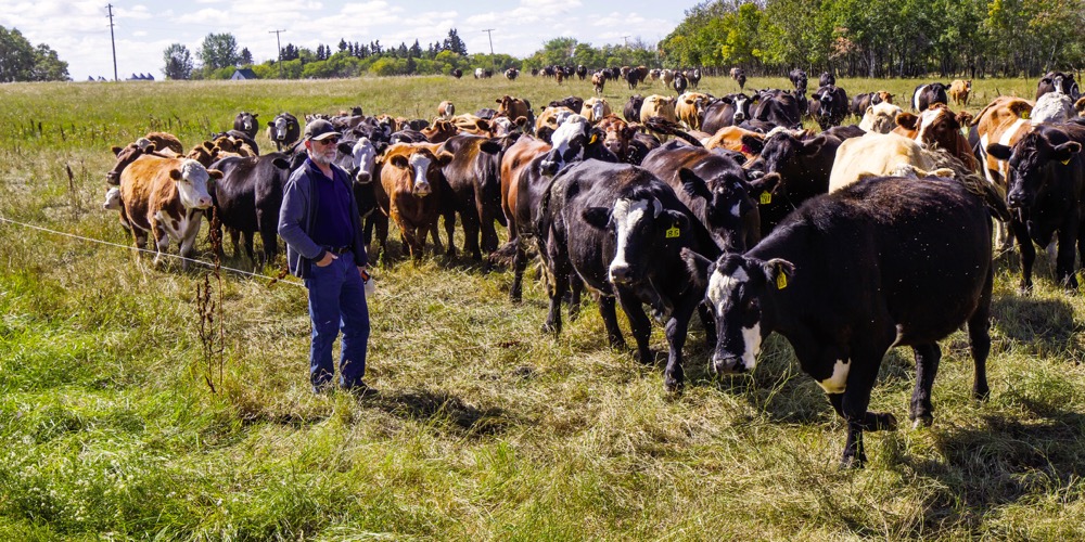 Studies prove that Blain Hjertaas’s cattle management is sequestering 25 tonnes of CO2 per hectare every year. Now he may get paid for it.