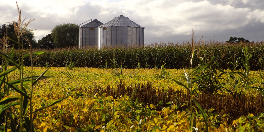 “We’ve started to bring in cover crops, to build that soil diversity and organic matter.” – Brian Newcombe.
