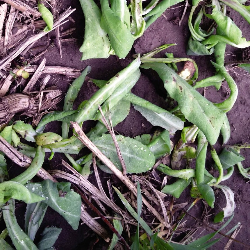 Control at two weeks after an application of Pixxaro in winter wheat.