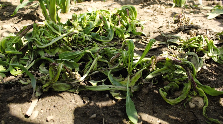 Control after an application of Distinct in corn.