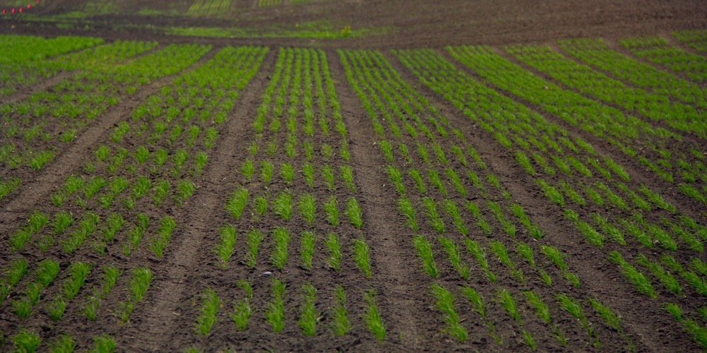 In the field at Bayer CropScience’s new hybrid wheat-breeding station south of Saskatoon in June. In 2016, Bayer had 6,000 plots at this station.