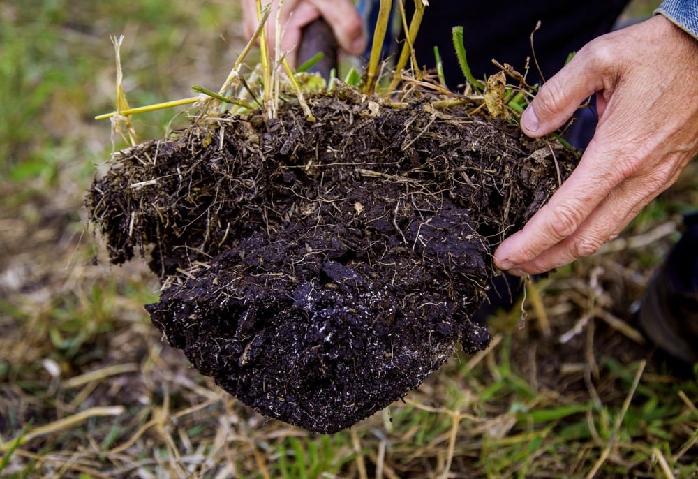 On Robins’ farm, good forage-producing cover crops also seem to be the best choices for improving organic matter and overall soil quality.