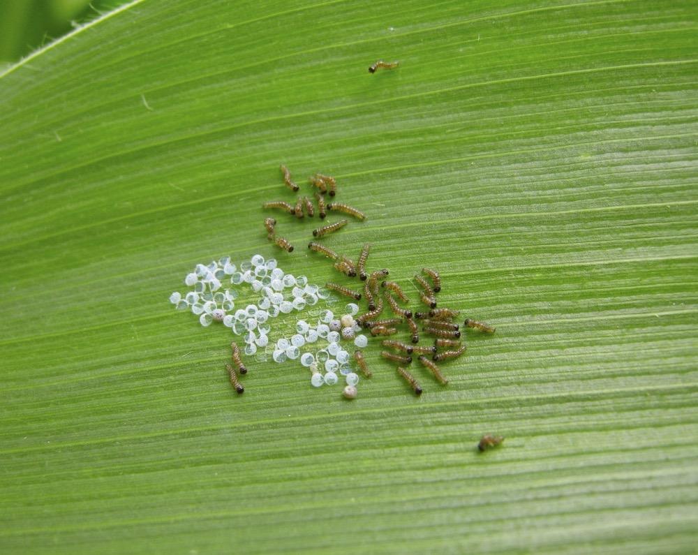 newly hatched western bean cutworm first instars photo supplied