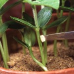A cultured phytophthora sojae sample (on the white pad) is inserted into a naturally resistant soybean seedling. Scott Bauer photo courtesy ARS/USDA.