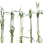 Wheat stems in a row.