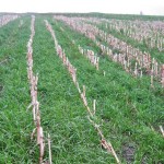 Ryegrass in field.
