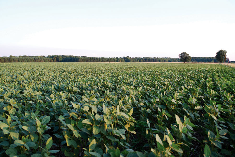 Field of soybeans.