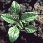 Redroot pigweed
